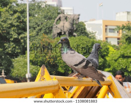 Worlds pigeons photo