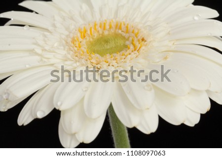 Summer blooming white close up view of petals flower standing on the green stick with flowers background. Perfect for planting in the garden with these beautiful flowers.