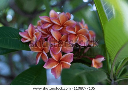 Cluster of peach-colored frangipani flowers in their tree on a blurred background with bokeh
