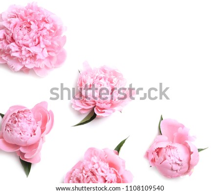 Beautiful fragrant peony flowers on white background