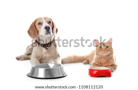 Adorable cat and dog near bowls on white background. Animal friendship