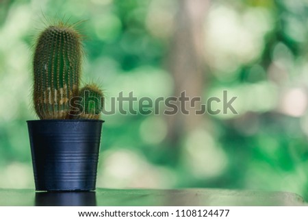 In the morning of the bright summer, cactus or small cactus in a pot is placed on a wooden table by the window in the dining room or coffee shop for warm sunshine.Good morning concept with good nature