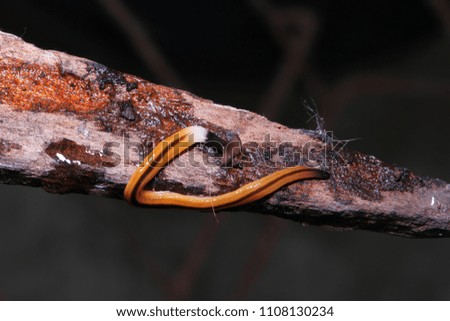 Hammerhead flatworm, land planarian, Bipalium in habitat.
