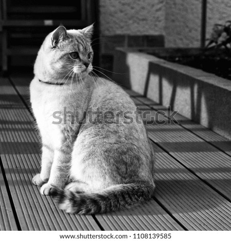 Black and white image of british shorthair tomcat sitting on terrace 