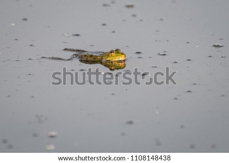 European brown frog in a lake