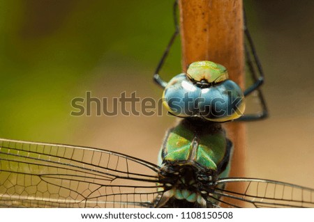 Macro shot of dragonfly in nature, Dragonfly close up.