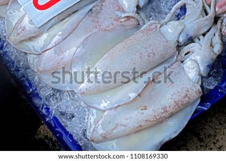 Fresh squid in local market