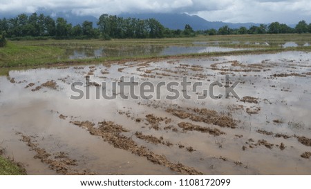 The rice field background has green mountains behind during the rainy season.