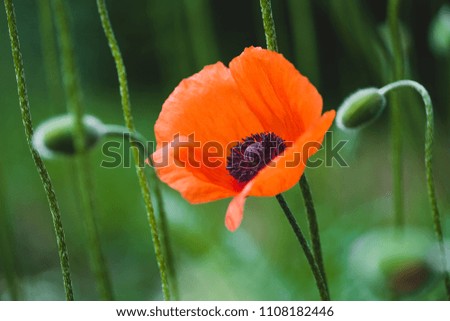 Blooming red poppy flower on summer meadow