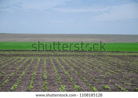 landscape with rows of sugar beet