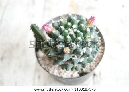 Mammillaria bucareliensis, Erusamu, mammillaria, cactus.