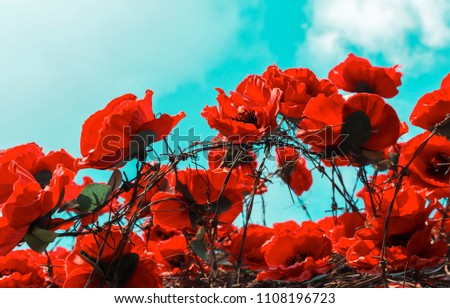art installation of red poppies among barbed wire as a symbol of the victims of two world wars. Blue sky.
