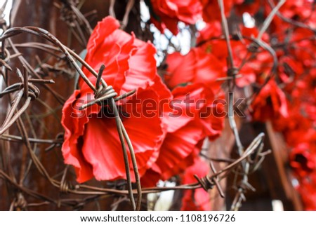 close-up photo of art installation of barbed wire among red poppies as a symbol of the victims Russian military intervention in Ukraine (2014–present). an art installation that displays war victims
