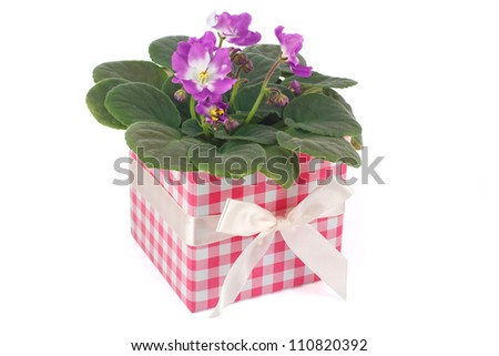 violet in a gift box isolated on a white background