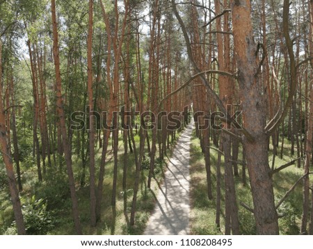 road in a pine forest. aerial photography.