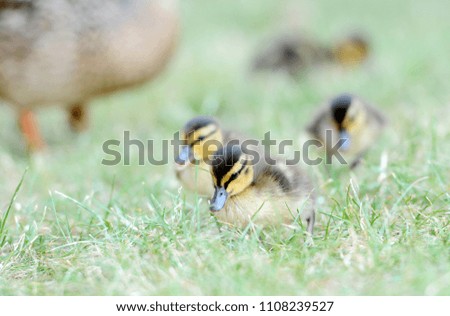 Close up of a duckling standing on a grass. 