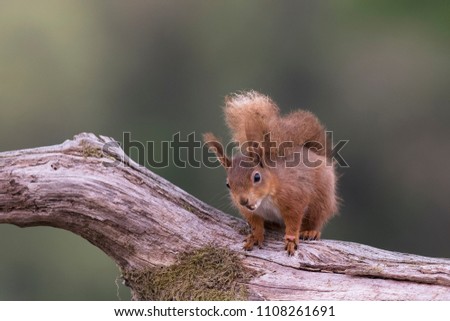 A close-up of a Red Squirrel on as branch 