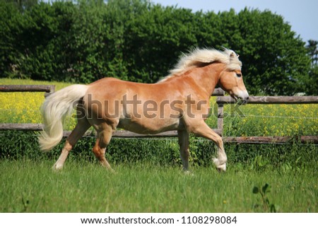 beautiful haflinger horse is running on a paddock in the sunshine