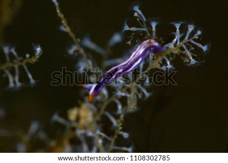 Sea slug Thuridilla albopustulosa. Picture was taken in Anilao, Philippines