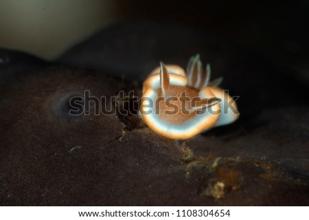 Nudibrunch Glossodoris rufomarginata. Picture was taken in Anilao, Philippines