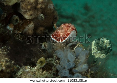 Nudibranch Goniobranchus reticulatus. Picture was taken in Anilao, Philippines