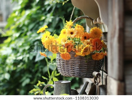 Bouquet of orange calendula in a blue basket