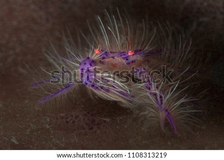 Pink hairy squat lobster (Lauriea siagiani). Picture was taken in Anilao, Philippines