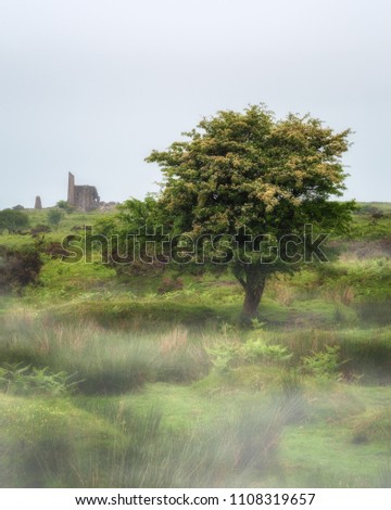 Bodmin moor tree with fog and mist cornwall uk. Near minions, hurlers and the cheese rings