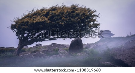 Bodmin moor tree with fog and mist cornwall uk. Near minions, hurlers and the cheese rings