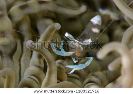 Anemone shrimp. Picture was taken in Anilao, Philippines