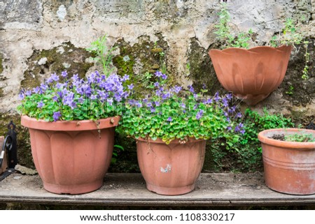flower pots on shelf with purple campanula flowers, against broken concrete wall
