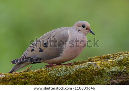 Mourning Dove, a.k.a. Turtle Dove, on moss covered log with a nicely blurred green background, taken by a bird feeder in suburban Philadelphia, Pennsylvania, USA
