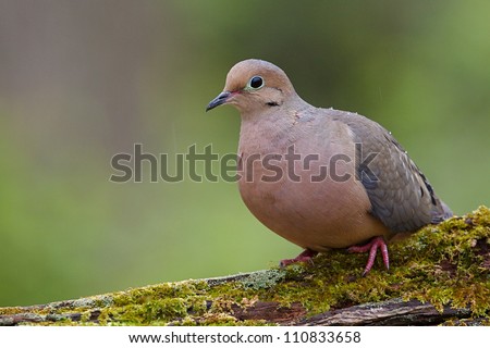 Mourning Dove, a.k.a. Turtle Dove, perched on moss covered log, taken by a bird feeder in suburban Philadelphia, Pennsylvania, USA