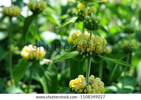 closeup of phlomis russeliana, an ornamental garden plant with yellow flowerheads in whorls around stem