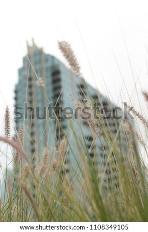 Tall grass in front of a building