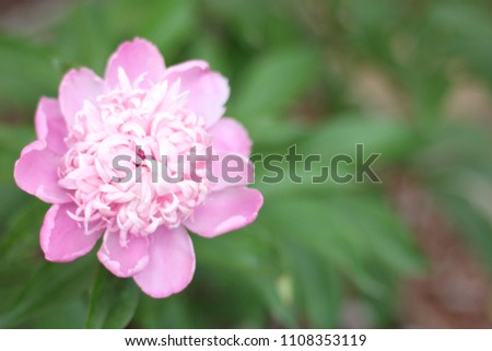 Peony flower in garden on daytime