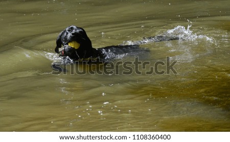 A Black dog swimming in the river mole in Surrey, England