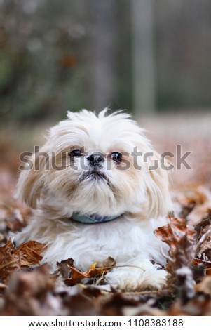 Adorable blond Shih Tzu standing in colorful autumn leaves.