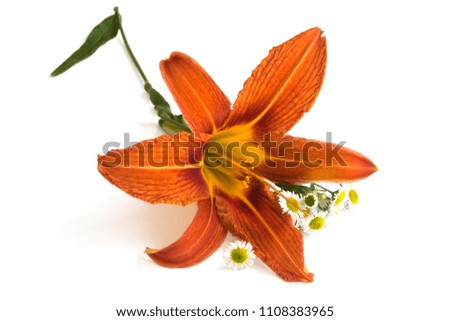 Orange lily flower isolated on white background. Flower head closeup. 