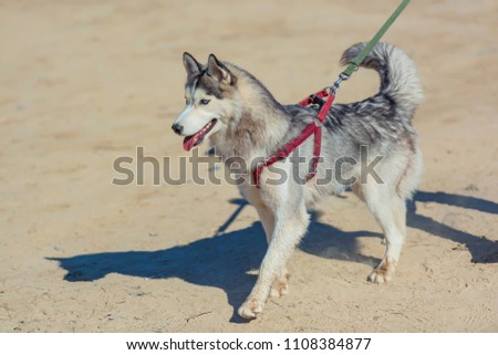 Husky dog. Siberian dog on a red leash. Fluffy dog in a hot climate