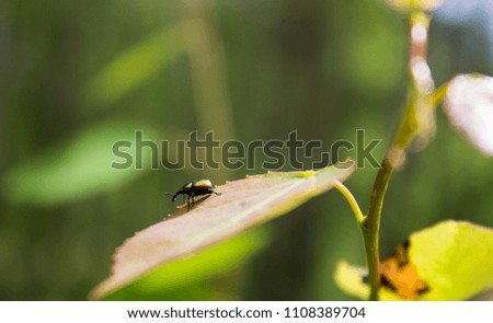 small beetle on a green leaf
