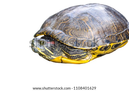 little turtle on white background,Close up.