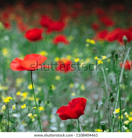 A nostalgia and retro style picture of a gorgeous wild poppy field. A common scene in the mediterranean countryside. Wonderful springtime background.