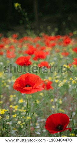 A nostalgia and retro style picture of a gorgeous wild poppy field. A common scene in the mediterranean countryside. Wonderful springtime background.