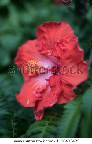 Hibiscus portrait in Hawaii