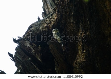 Collared scops owl in the hollow of a tree