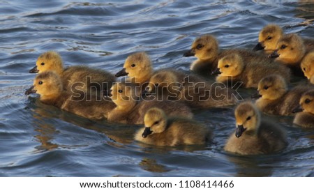 goslings swimming together