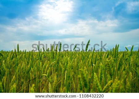 green wheat on the field, blue sky Royalty-Free Stock Photo #1108432220