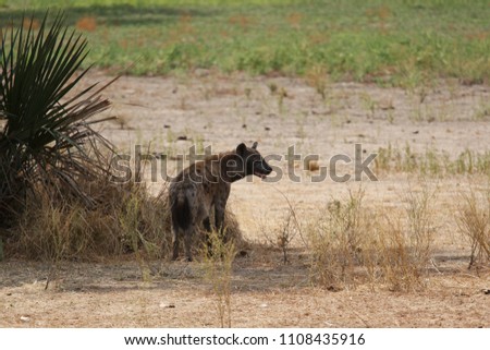 Hyena in Selous Game Reserve, Tanzania