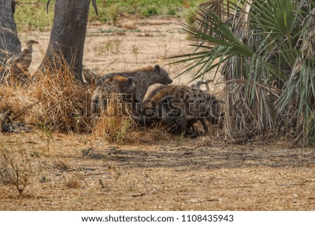 Hyena in Selous Game Reserve, Tanzania